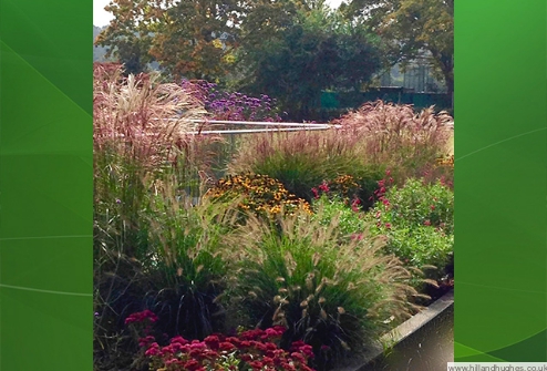 Border designed and planted by Hill and Hughes 
