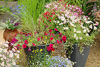 Mobile Pot Planting Service